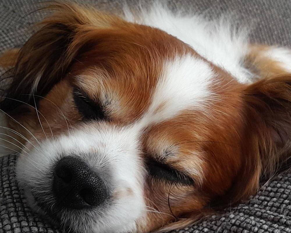 Emma's dog