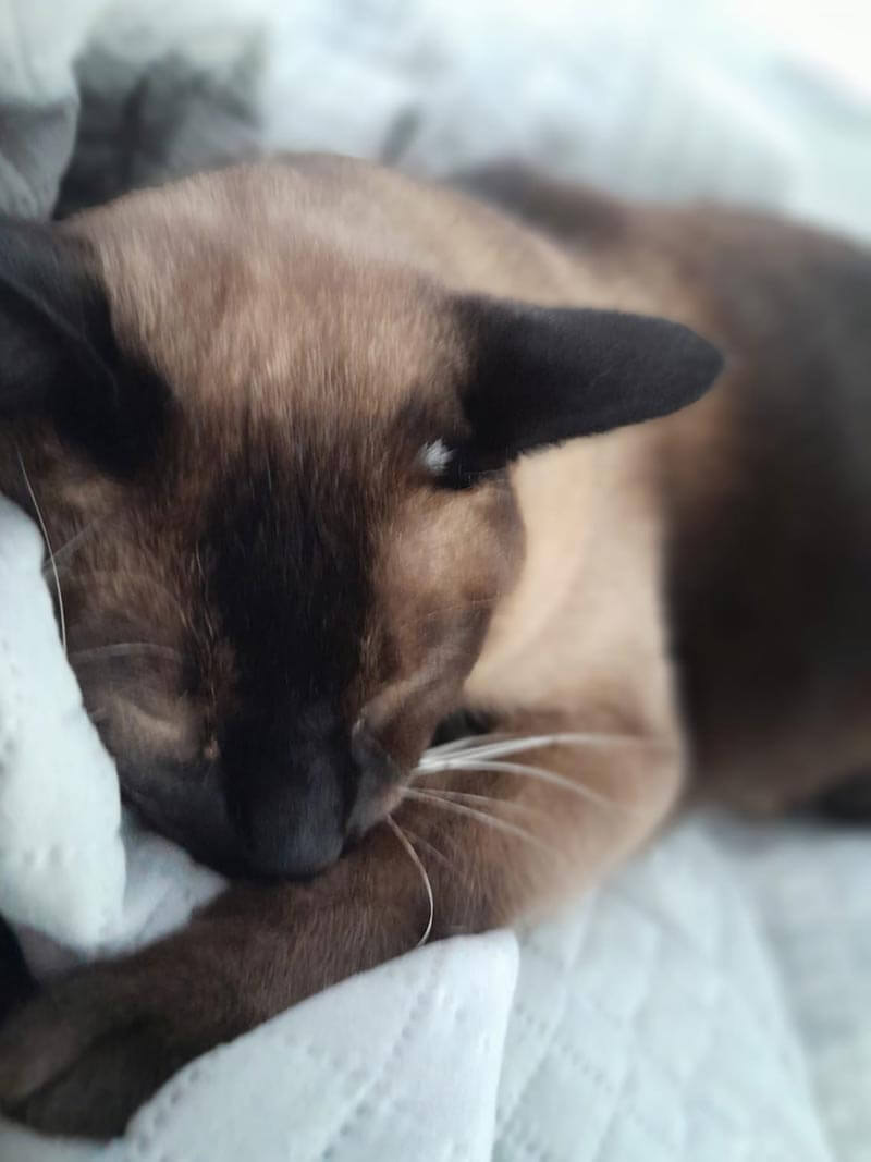 Emma's cat